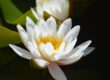 water lily, white flower, nature, blossom, aquatic plant, pond, close-up, botany, nymphaea, northern hemisphere, gardening, cultivation, stylized, aesthetics, zen garden, beautiful, background, ornamental plant, reflection, fresh, symmetry