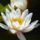 water lily, white flower, nature, blossom, aquatic plant, pond, close-up, botany, nymphaea, northern hemisphere, gardening, cultivation, stylized, aesthetics, zen garden, beautiful, background, ornamental plant, reflection, fresh, symmetry