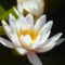 water lily, white flower, nature, blossom, aquatic plant, pond, close-up, botany, nymphaea, northern hemisphere, gardening, cultivation, stylized, aesthetics, zen garden, beautiful, background, ornamental plant, reflection, fresh, symmetry