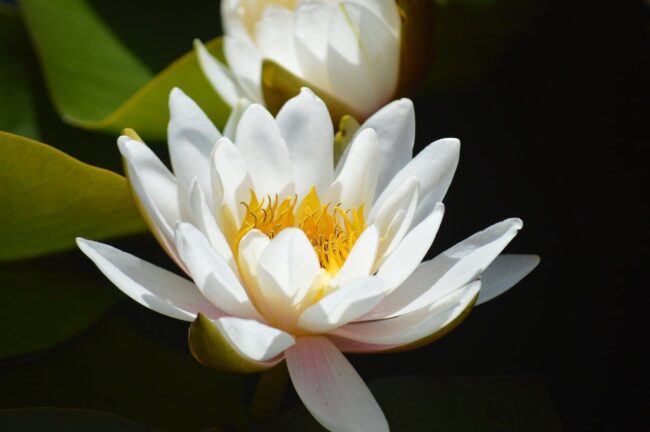 water lily, white flower, nature, blossom, aquatic plant, pond, close-up, botany, nymphaea, northern hemisphere, gardening, cultivation, stylized, aesthetics, zen garden, beautiful, background, ornamental plant, reflection, fresh, symmetry