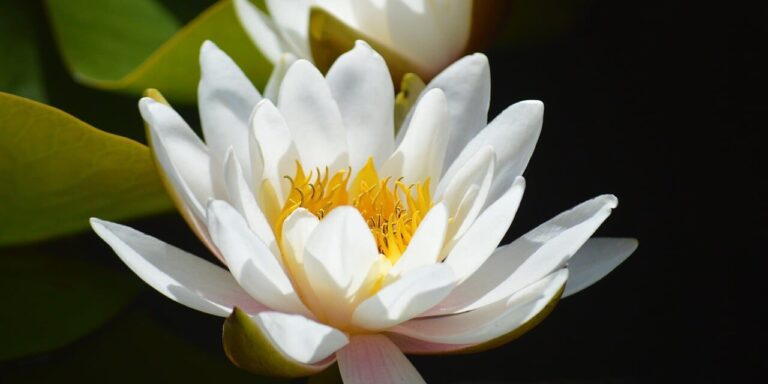 water lily, white flower, nature, blossom, aquatic plant, pond, close-up, botany, nymphaea, northern hemisphere, gardening, cultivation, stylized, aesthetics, zen garden, beautiful, background, ornamental plant, reflection, fresh, symmetry
