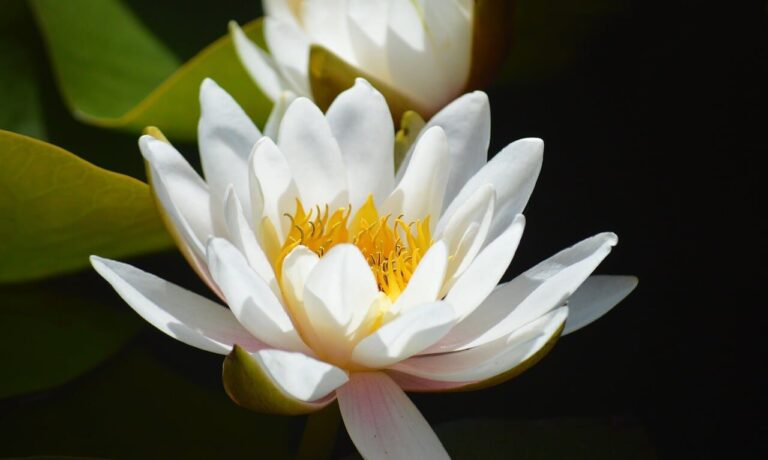 water lily, white flower, nature, blossom, aquatic plant, pond, close-up, botany, nymphaea, northern hemisphere, gardening, cultivation, stylized, aesthetics, zen garden, beautiful, background, ornamental plant, reflection, fresh, symmetry