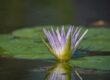 water lily, flower, petals, water, plant, flower wallpaper, lotus, white, purple, leaf, pond, droplets, green, natural, tranquility, peaceful, beautiful, nature, flower background, lotus flower, beautiful flowers, floating, detail