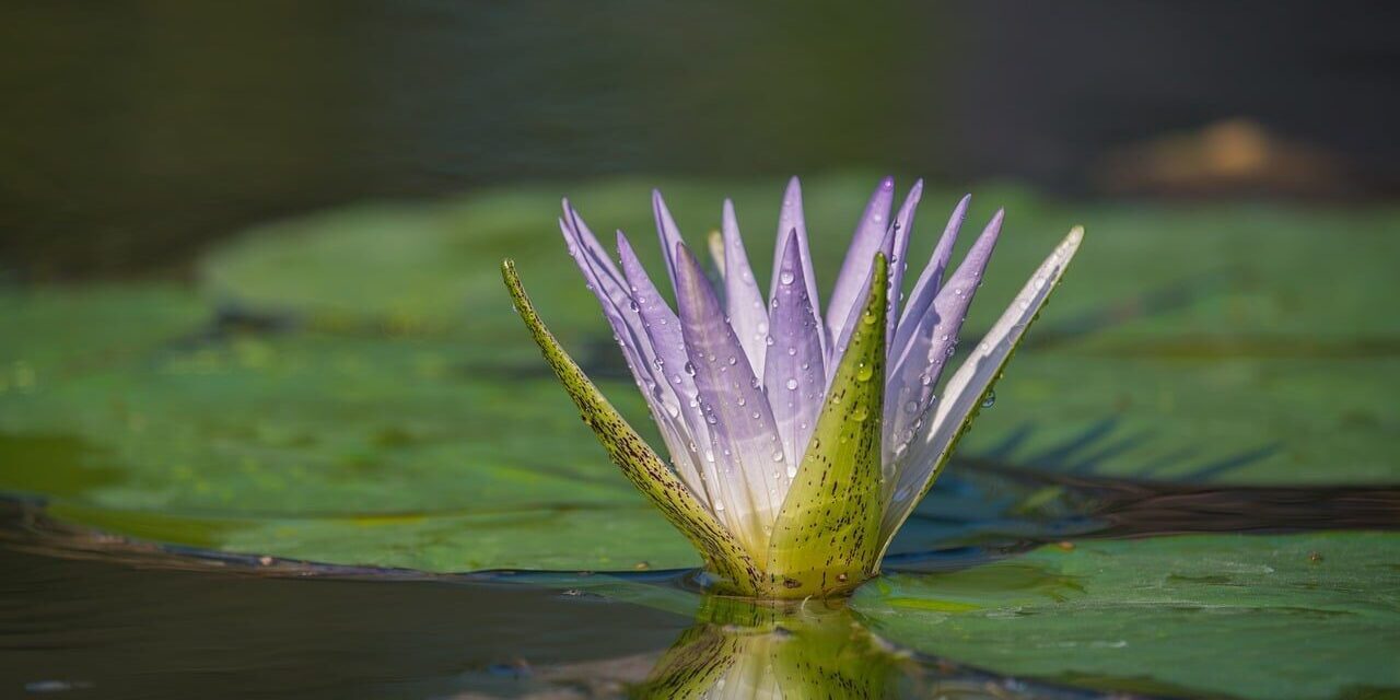 water lily, flower, petals, water, plant, flower wallpaper, lotus, white, purple, leaf, pond, droplets, green, natural, tranquility, peaceful, beautiful, nature, flower background, lotus flower, beautiful flowers, floating, detail
