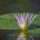 water lily, flower, petals, water, plant, flower wallpaper, lotus, white, purple, leaf, pond, droplets, green, natural, tranquility, peaceful, beautiful, nature, flower background, lotus flower, beautiful flowers, floating, detail