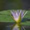 water lily, flower, petals, water, plant, flower wallpaper, lotus, white, purple, leaf, pond, droplets, green, natural, tranquility, peaceful, beautiful, nature, flower background, lotus flower, beautiful flowers, floating, detail