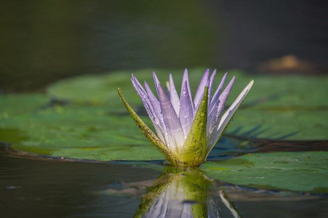 water lily, flower, petals, water, plant, flower wallpaper, lotus, white, purple, leaf, pond, droplets, green, natural, tranquility, peaceful, beautiful, nature, flower background, lotus flower, beautiful flowers, floating, detail
