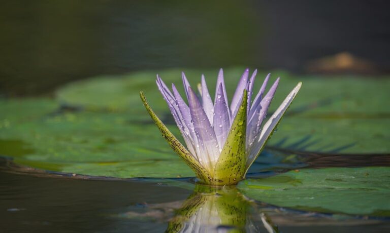 water lily, flower, petals, water, plant, flower wallpaper, lotus, white, purple, leaf, pond, droplets, green, natural, tranquility, peaceful, beautiful, nature, flower background, lotus flower, beautiful flowers, floating, detail