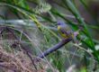 eastern yellow robin, bird, wildlife, nature, birdwatching, feathers, plumage, australia, australian bush, alive, natural habitat, eopsaltria australis, green, yellow, twig, perched, photography, wild, rugged