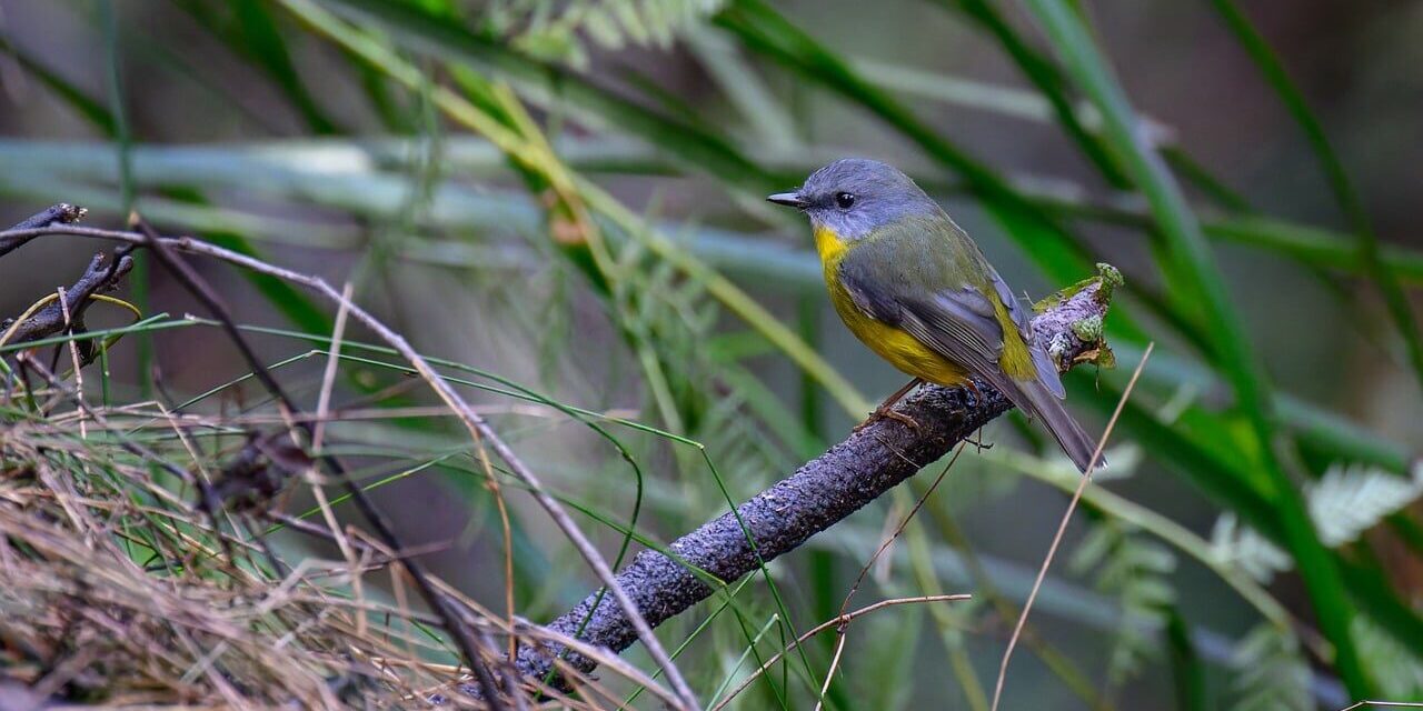 eastern yellow robin, bird, wildlife, nature, birdwatching, feathers, plumage, australia, australian bush, alive, natural habitat, eopsaltria australis, green, yellow, twig, perched, photography, wild, rugged