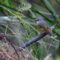 eastern yellow robin, bird, wildlife, nature, birdwatching, feathers, plumage, australia, australian bush, alive, natural habitat, eopsaltria australis, green, yellow, twig, perched, photography, wild, rugged