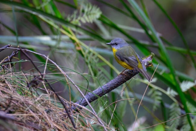 eastern yellow robin, bird, wildlife, nature, birdwatching, feathers, plumage, australia, australian bush, alive, natural habitat, eopsaltria australis, green, yellow, twig, perched, photography, wild, rugged