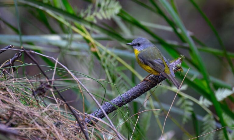 eastern yellow robin, bird, wildlife, nature, birdwatching, feathers, plumage, australia, australian bush, alive, natural habitat, eopsaltria australis, green, yellow, twig, perched, photography, wild, rugged