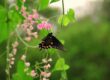 butterfly, nature, insect, flower, pollination, wings, garden plant, spring, nature photography, pink flower, green leaves, macro photography, beauty of nature, ecology, diversity, symbiosis, winged, coexistence, beautiful