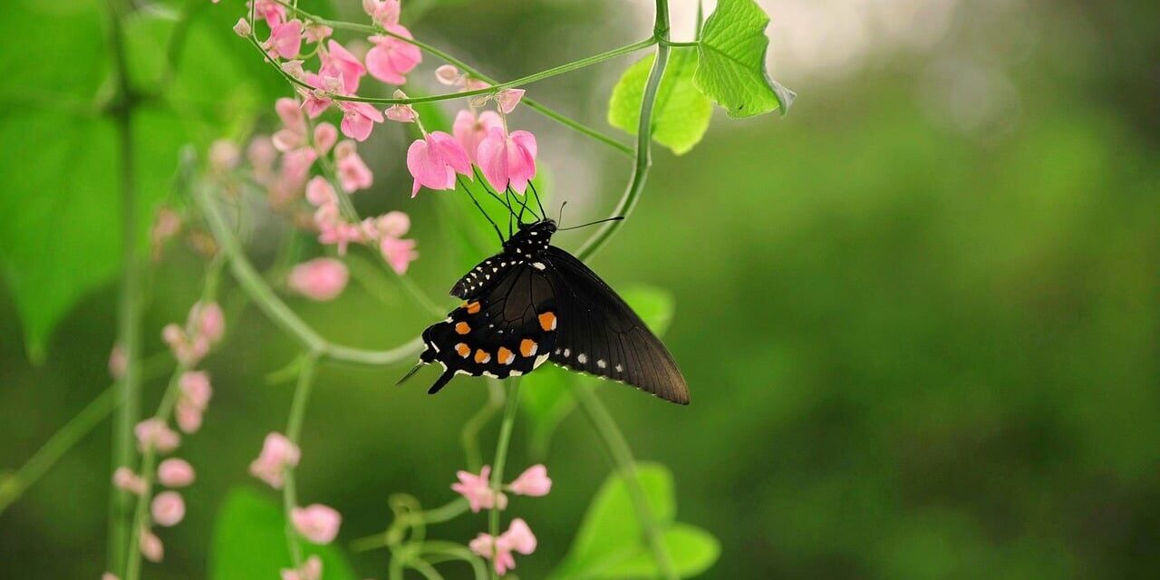 Photo by anselmo7511 butterfly, nature, insect, flower, pollination, wings, garden plant, spring, nature photography, pink flower, green leaves, macro photography, beauty of nature, ecology, diversity, symbiosis, winged, coexistence, beautiful