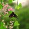 butterfly, nature, insect, flower, pollination, wings, garden plant, spring, nature photography, pink flower, green leaves, macro photography, beauty of nature, ecology, diversity, symbiosis, winged, coexistence, beautiful