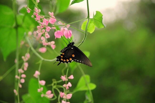 butterfly, nature, insect, flower, pollination, wings, garden plant, spring, nature photography, pink flower, green leaves, macro photography, beauty of nature, ecology, diversity, symbiosis, winged, coexistence, beautiful