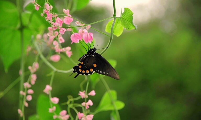 butterfly, nature, insect, flower, pollination, wings, garden plant, spring, nature photography, pink flower, green leaves, macro photography, beauty of nature, ecology, diversity, symbiosis, winged, coexistence, beautiful