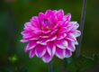 flower, flower wallpaper, dahlia, pink, summer, garden, macro, nature, bright, petal, vibrant, beauty, outdoor, radiant, delicate, rounded, beautiful flowers, flower background, fresh, ornamental, blooming, decorative, beauty icon