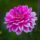 flower, flower wallpaper, dahlia, pink, summer, garden, macro, nature, bright, petal, vibrant, beauty, outdoor, radiant, delicate, rounded, beautiful flowers, flower background, fresh, ornamental, blooming, decorative, beauty icon