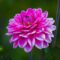 flower, flower wallpaper, dahlia, pink, summer, garden, macro, nature, bright, petal, vibrant, beauty, outdoor, radiant, delicate, rounded, beautiful flowers, flower background, fresh, ornamental, blooming, decorative, beauty icon