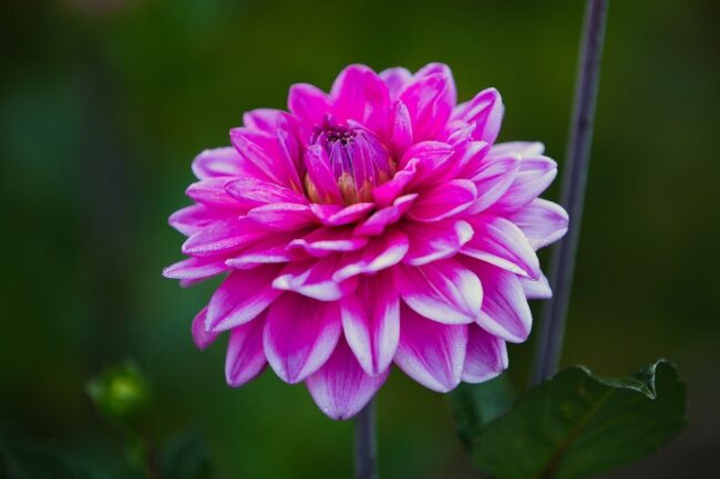 Photo by Nibman flower, flower wallpaper, dahlia, pink, summer, garden, macro, nature, bright, petal, vibrant, beauty, outdoor, radiant, delicate, rounded, beautiful flowers, flower background, fresh, ornamental, blooming, decorative, beauty icon