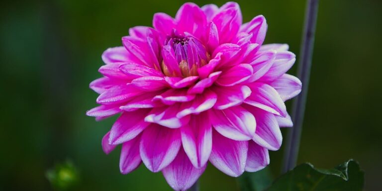 Photo by Nibman flower, flower wallpaper, dahlia, pink, summer, garden, macro, nature, bright, petal, vibrant, beauty, outdoor, radiant, delicate, rounded, beautiful flowers, flower background, fresh, ornamental, blooming, decorative, beauty icon