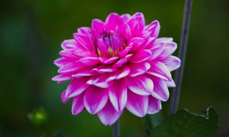 flower, flower wallpaper, dahlia, pink, summer, garden, macro, nature, bright, petal, vibrant, beauty, outdoor, radiant, delicate, rounded, beautiful flowers, flower background, fresh, ornamental, blooming, decorative, beauty icon