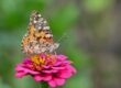 butterfly, flower, macro photography, zinnia, close-up, summer, pink, beautiful flowers, natural, detail, biology, plant, garden, wings, colorful, insect, flower wallpaper, nature's wonder, nature's wings, nature, capturing the moment, wild, flower background, detailed view, diversity