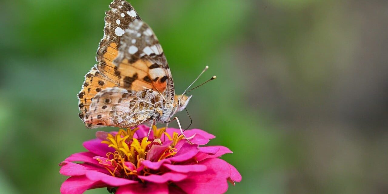 Photo by jggrz butterfly, flower, macro photography, zinnia, close-up, summer, pink, beautiful flowers, natural, detail, biology, plant, garden, wings, colorful, insect, flower wallpaper, nature's wonder, nature's wings, nature, capturing the moment, wild, flower background, detailed view, diversity