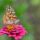 butterfly, flower, macro photography, zinnia, close-up, summer, pink, beautiful flowers, natural, detail, biology, plant, garden, wings, colorful, insect, flower wallpaper, nature's wonder, nature's wings, nature, capturing the moment, wild, flower background, detailed view, diversity