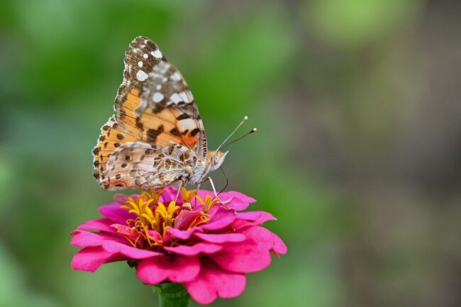 butterfly, flower, macro photography, zinnia, close-up, summer, pink, beautiful flowers, natural, detail, biology, plant, garden, wings, colorful, insect, flower wallpaper, nature's wonder, nature's wings, nature, capturing the moment, wild, flower background, detailed view, diversity