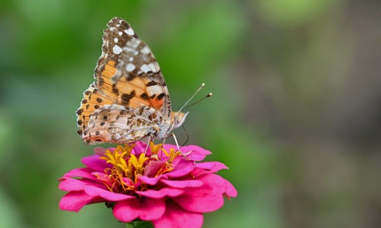 butterfly, flower, macro photography, zinnia, close-up, summer, pink, beautiful flowers, natural, detail, biology, plant, garden, wings, colorful, insect, flower wallpaper, nature's wonder, nature's wings, nature, capturing the moment, wild, flower background, detailed view, diversity
