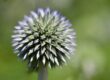 globe thistle, beautiful flowers, flower background, floral background, laptop wallpaper, hd wallpaper, cool backgrounds, wallpaper hd, plant, flower, 4k wallpaper, 4k wallpaper 1920x1080, full hd wallpaper, windows wallpaper, round, pink, nature, summery, thistle, macro, sharp, detail, beautiful wallpaper, desktop backgrounds, wallpaper 4k, summer flower, bloom, mac wallpaper, garden, flower wallpaper, lanceolate, wild, free wallpaper, spiky, free background, blue-green, background, planting detail