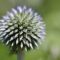 globe thistle, beautiful flowers, flower background, floral background, laptop wallpaper, hd wallpaper, cool backgrounds, wallpaper hd, plant, flower, 4k wallpaper, 4k wallpaper 1920x1080, full hd wallpaper, windows wallpaper, round, pink, nature, summery, thistle, macro, sharp, detail, beautiful wallpaper, desktop backgrounds, wallpaper 4k, summer flower, bloom, mac wallpaper, garden, flower wallpaper, lanceolate, wild, free wallpaper, spiky, free background, blue-green, background, planting detail