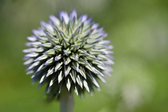 globe thistle, beautiful flowers, flower background, floral background, laptop wallpaper, hd wallpaper, cool backgrounds, wallpaper hd, plant, flower, 4k wallpaper, 4k wallpaper 1920x1080, full hd wallpaper, windows wallpaper, round, pink, nature, summery, thistle, macro, sharp, detail, beautiful wallpaper, desktop backgrounds, wallpaper 4k, summer flower, bloom, mac wallpaper, garden, flower wallpaper, lanceolate, wild, free wallpaper, spiky, free background, blue-green, background, planting detail