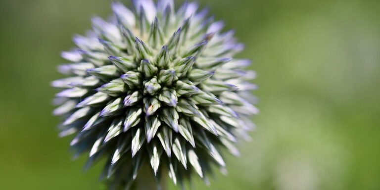 Photo by Nennieinszweidrei globe thistle, beautiful flowers, flower background, floral background, laptop wallpaper, hd wallpaper, cool backgrounds, wallpaper hd, plant, flower, 4k wallpaper, 4k wallpaper 1920x1080, full hd wallpaper, windows wallpaper, round, pink, nature, summery, thistle, macro, sharp, detail, beautiful wallpaper, desktop backgrounds, wallpaper 4k, summer flower, bloom, mac wallpaper, garden, flower wallpaper, lanceolate, wild, free wallpaper, spiky, free background, blue-green, background, planting detail