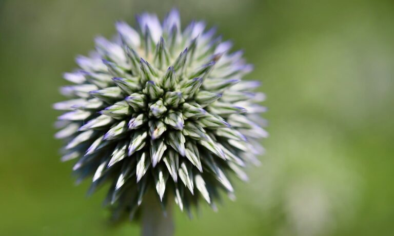 globe thistle, beautiful flowers, flower background, floral background, laptop wallpaper, hd wallpaper, cool backgrounds, wallpaper hd, plant, flower, 4k wallpaper, 4k wallpaper 1920x1080, full hd wallpaper, windows wallpaper, round, pink, nature, summery, thistle, macro, sharp, detail, beautiful wallpaper, desktop backgrounds, wallpaper 4k, summer flower, bloom, mac wallpaper, garden, flower wallpaper, lanceolate, wild, free wallpaper, spiky, free background, blue-green, background, planting detail