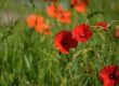 poppy, red, nature, summer, flower, meadow, spring, grass, rural, seasonal, vibrant, group, petal, field, leaf, natural, fresh, may, ecology