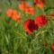 poppy, red, nature, summer, flower, meadow, spring, grass, rural, seasonal, vibrant, group, petal, field, leaf, natural, fresh, may, ecology