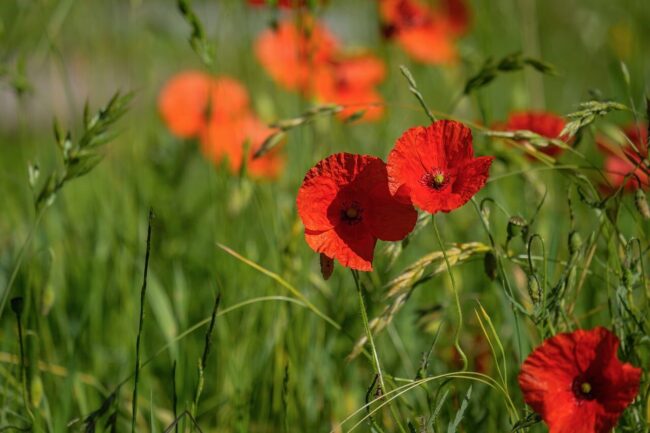 poppy, red, nature, summer, flower, meadow, spring, grass, rural, seasonal, vibrant, group, petal, field, leaf, natural, fresh, may, ecology