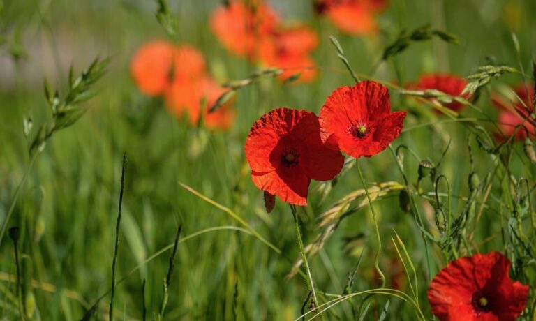 poppy, red, nature, summer, flower, meadow, spring, grass, rural, seasonal, vibrant, group, petal, field, leaf, natural, fresh, may, ecology