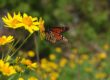 butterfly, nature, insect, pollination, flower, wings, monarch, yellow, summer, garden, sunlight, petals, bright, wild, flying, pastel, pollinator, colorful, diverse, environment