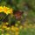 butterfly, nature, insect, pollination, flower, wings, monarch, yellow, summer, garden, sunlight, petals, bright, wild, flying, pastel, pollinator, colorful, diverse, environment