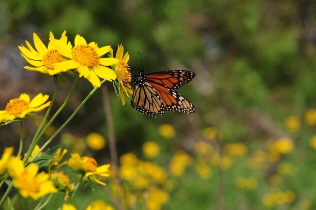 butterfly, nature, insect, pollination, flower, wings, monarch, yellow, summer, garden, sunlight, petals, bright, wild, flying, pastel, pollinator, colorful, diverse, environment