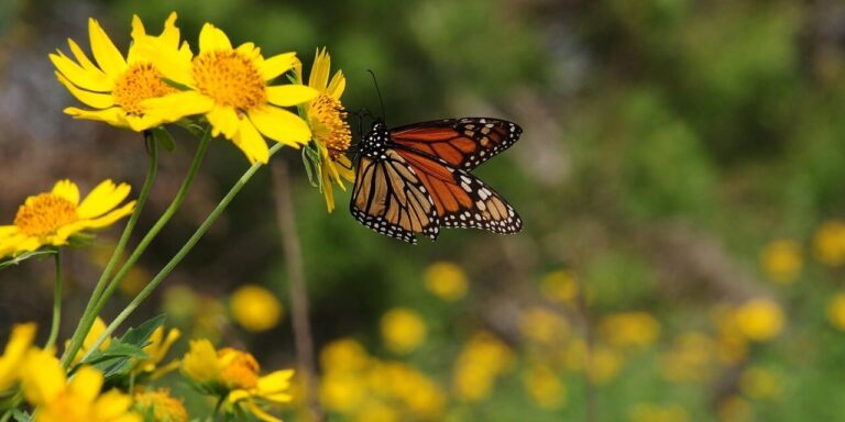 Photo by anselmo7511 butterfly, nature, insect, pollination, flower, wings, monarch, yellow, summer, garden, sunlight, petals, bright, wild, flying, pastel, pollinator, colorful, diverse, environment