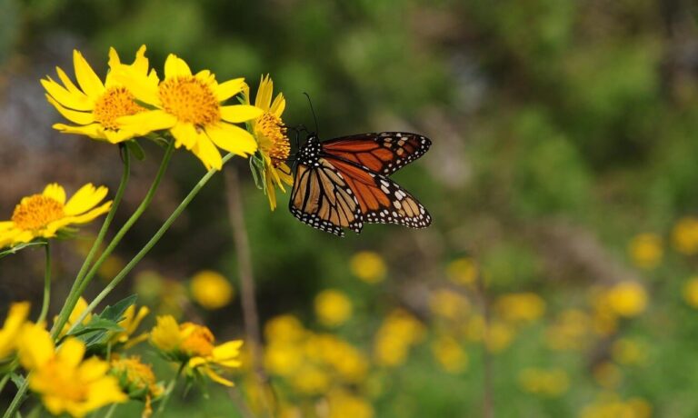 butterfly, nature, insect, pollination, flower, wings, monarch, yellow, summer, garden, sunlight, petals, bright, wild, flying, pastel, pollinator, colorful, diverse, environment