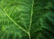 green, leaf, detail, texture, macro, nature, green leaf, natural, vein, background, ecology, outdoor, leaf structure, eco-friendly, biology, alive, countryside, fresh, ornament, vivid