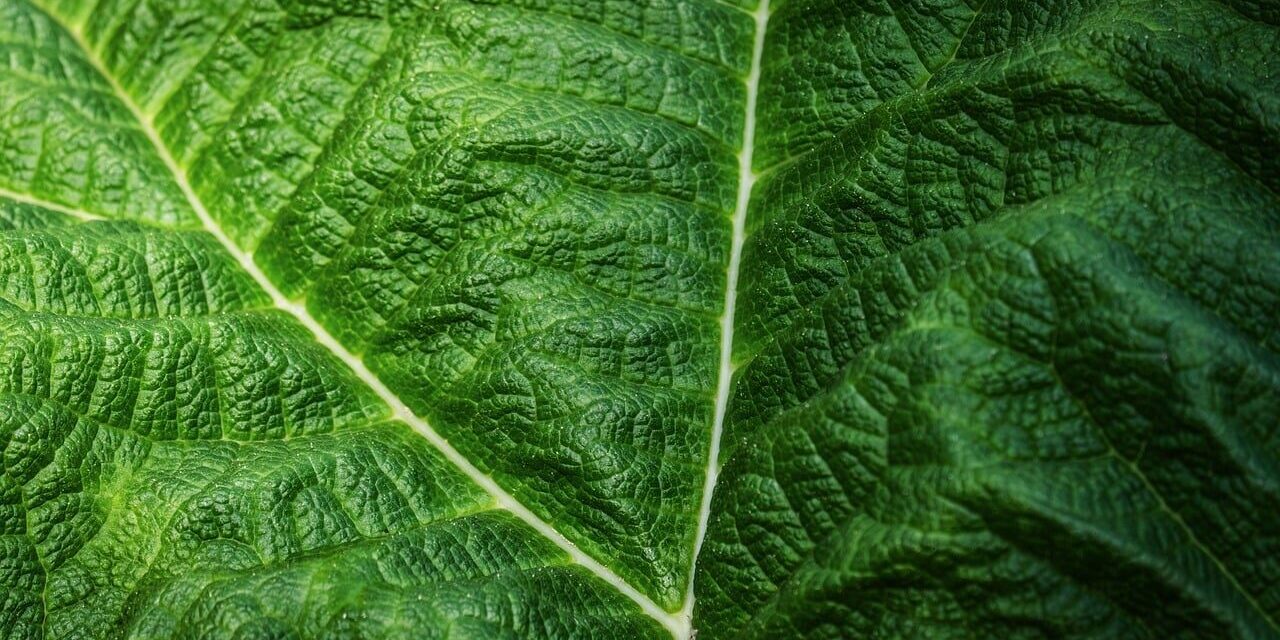 green, leaf, detail, texture, macro, nature, green leaf, natural, vein, background, ecology, outdoor, leaf structure, eco-friendly, biology, alive, countryside, fresh, ornament, vivid