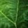 green, leaf, detail, texture, macro, nature, green leaf, natural, vein, background, ecology, outdoor, leaf structure, eco-friendly, biology, alive, countryside, fresh, ornament, vivid